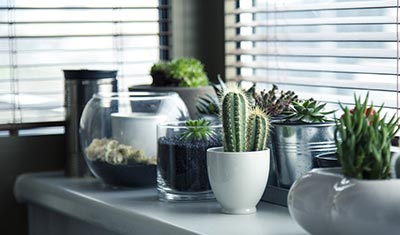 potted plants in window