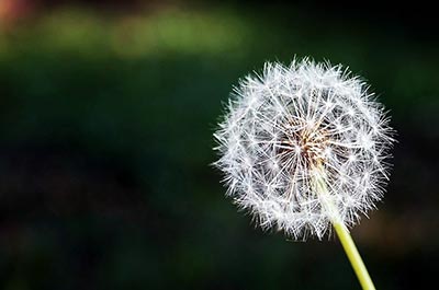 dandelion spring pollen season