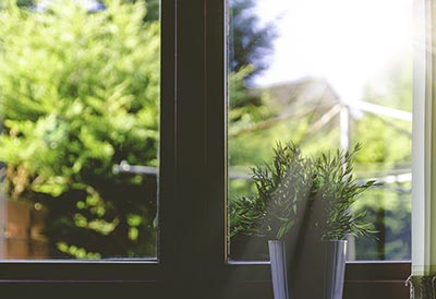 potted plants in window