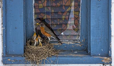 bird's nest near window