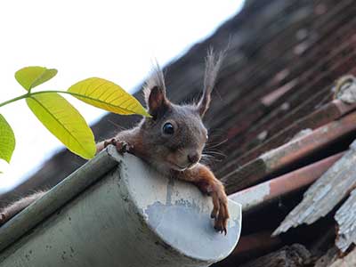 clogged-gutters