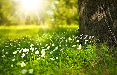 Flowers in a meadow next to a tree. Spring has sprung, and united window cleaning is ready to clean!